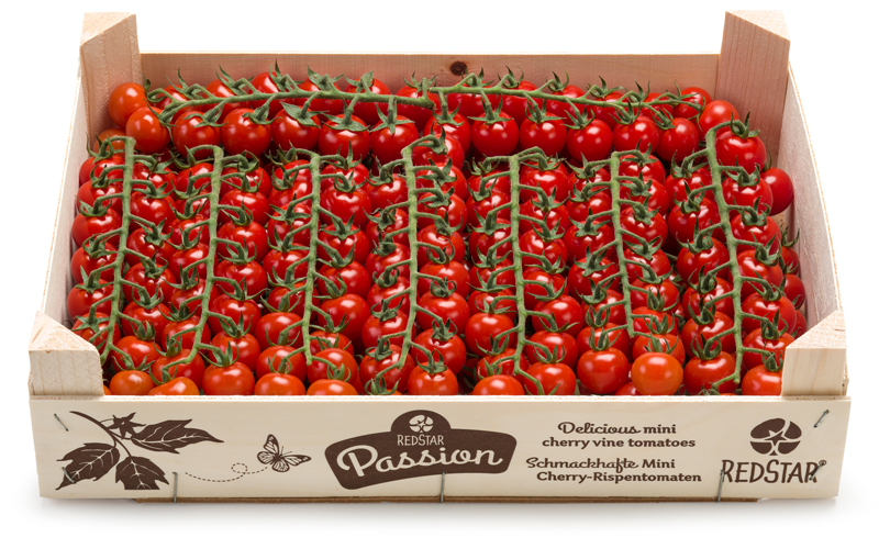 RedStar Passion 3 kilogram hout