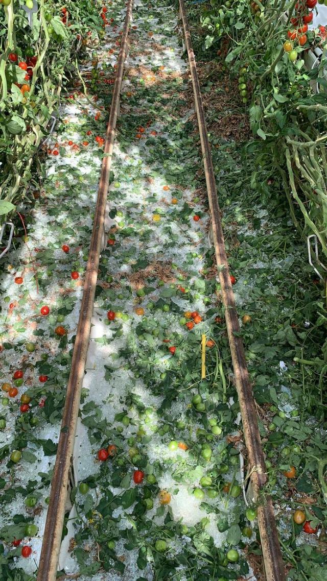 Wervelwind treft kassen tomatenteler RedStar Wervelwind treft kassen tomatenteler RedStar